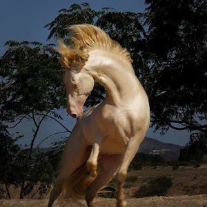 Meet your Posher, Joy